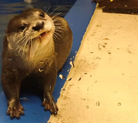 松島水族館 カワウソ 餌やり