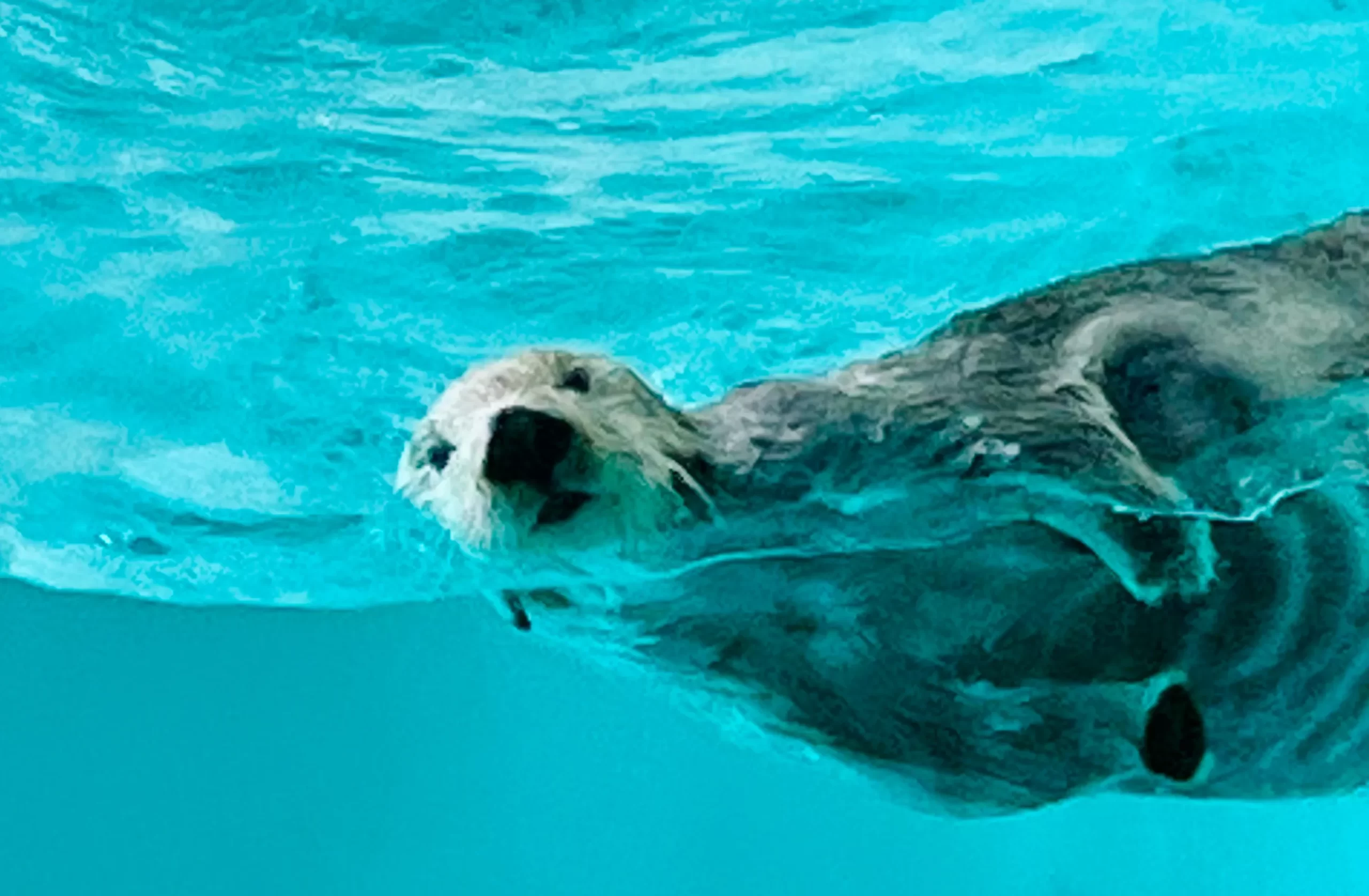 鳥羽水族館のラッコ