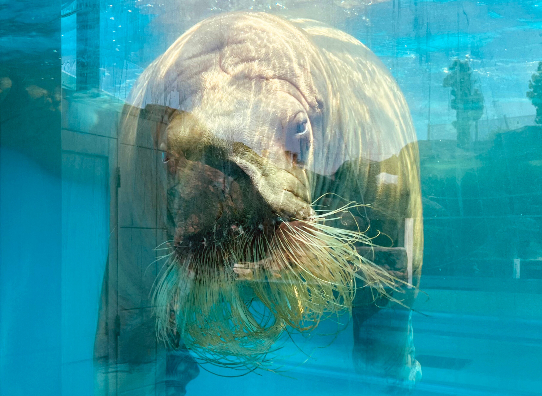 鳥羽水族館のセイウチ　つららちゃん